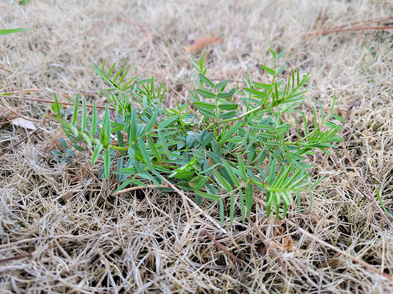 How to Get Rid of Vetch Weeds Weed Control